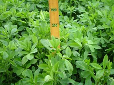 alfalfa with stick