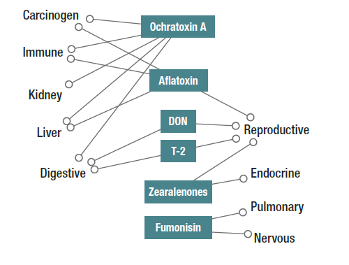 Overview of the main health effects of the most frequently observed mycotoxins 