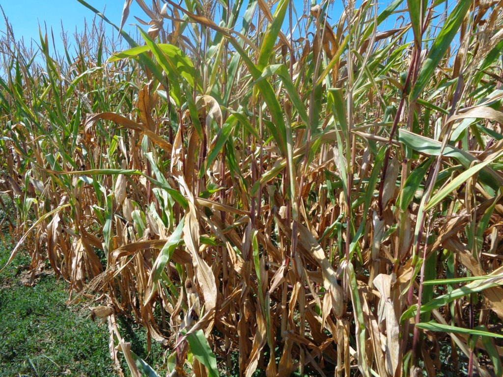 Maize Silage Feeding After Drought Condition | Quality Silage