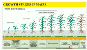 Stades de développement du maïs et degrés-jours pour assurer le rendement